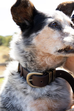 Thomas Cook Twin Keeper Leather Collar - Choc or Black (6894474362957)